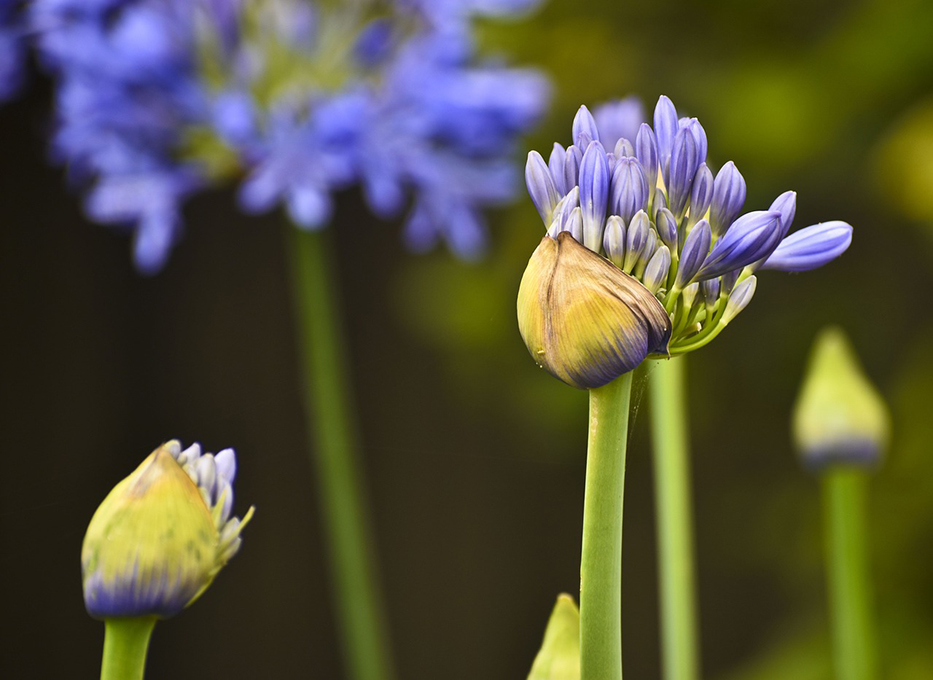 Why Growth is Essential for Midlife Women (and Why You’re Never Too Old to Bloom)